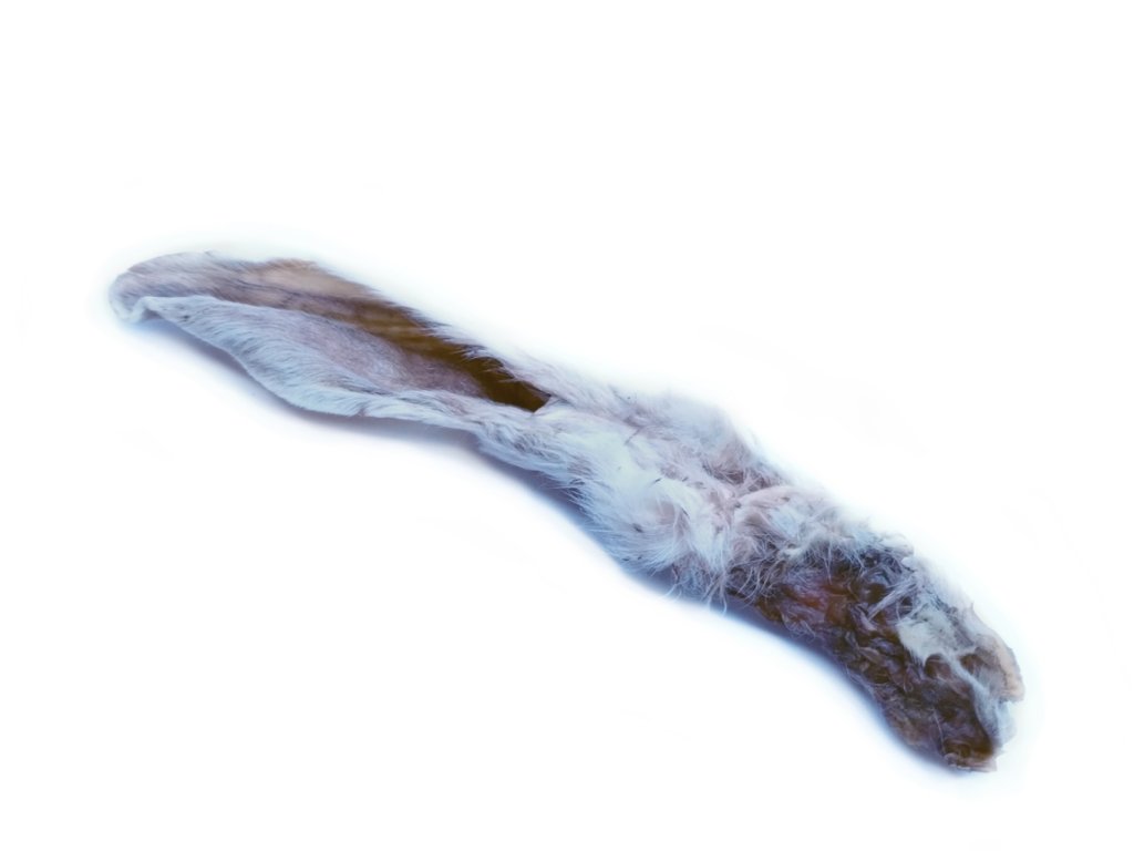 Sušené králičí ucho